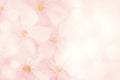 Pink flower background Royalty Free Stock Photo