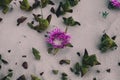 Pink flower background. Closeup view of carpobrotus edulis flower in bloom buried in the sand. Royalty Free Stock Photo