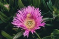 Pink flower background. Closeup view of carpobrotus edulis flower in bloom. Royalty Free Stock Photo