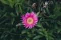 Pink flower background. Closeup view of carpobrotus edulis flower in bloom. Royalty Free Stock Photo