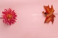 Pink flower on a pink background. female health concept. A reference to tenderness, care and kindness. Summer versus Autumn Royalty Free Stock Photo