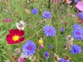 Pink flower on a background of green grass