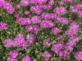 Pink flower background