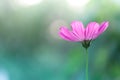 Pink flower on a background of Navy blue. Selective soft focus Royalty Free Stock Photo