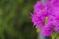 Pink flower background with selective focus. Purple Bougainvillea's flora.