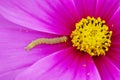 Pink flower background with tiny worm garden pest Royalty Free Stock Photo