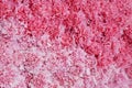 Pink flower background, two tones of pink carnation flowers texture nature backdrop for ValentineÃ¢â¬â¢s day and wedding ceremony.