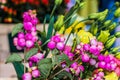 Pink flower balls with green leaves. spring flowers at a market stand. Royalty Free Stock Photo