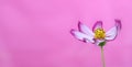 Pink flower banner. Purple and pink wild flower Wild Cosmos blooming during Spring and Summer closeup macro photo background.