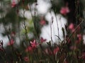 Pink flower Bauhinia variegate flowering plant legume family Fabaceae Common names include orchid tree beautiful on blurred of Royalty Free Stock Photo