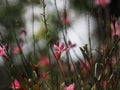 Pink flower Bauhinia variegate flowering plant legume family Fabaceae Common names include orchid tree beautiful on blurred of