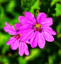 Pink flower beautiful contrast of colours Royalty Free Stock Photo