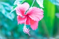 Pink Flower Beautiful Royalty Free Stock Photo