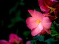 Pink flower in the dark . Royalty Free Stock Photo