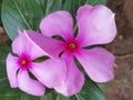 Pink flower so beautiful gardan plant