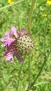 Pink Flower