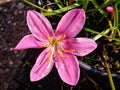 Pink flower