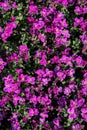 Pink flower bed of Aubrieta Silberrand