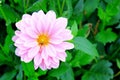 Pink flower with bee