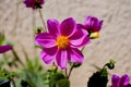 Pink flower and bee