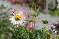 Pink flower with a bee collecting honey on a green background. Autumn Chrysanthemum. Royalty Free Stock Photo