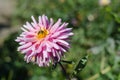 Pink flower with a bee collecting honey on a green background. Autumn Chrysanthemum. Royalty Free Stock Photo