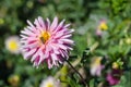 Pink flower with a bee collecting honey on a green background. Autumn Chrysanthemum. Royalty Free Stock Photo