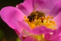 Pink flower and bee. Nectar and honey. Nature. Insect collects nectar.