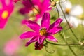 Pink flower with a bee sitting on it