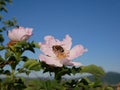 Pink Flower with Bee on it. Pink wild rose or dogrose flowers with leafs on blue sky background. Royalty Free Stock Photo