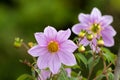 Pink flower of Bell tree dahlia growing at Ngorongoro Crater Conservation Area in Tanzania, East Africa Royalty Free Stock Photo