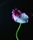 Pink flower with black background