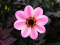 Pink Flower Black Background Royalty Free Stock Photo