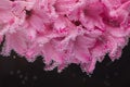 A pink flower on a black background, under water in air bubbles. Royalty Free Stock Photo