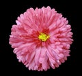 Pink flower, black isolated background with clipping path. Closeup. Royalty Free Stock Photo