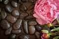 Pink flower on black pebbles