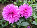 Pink flower bloom and good corolla in the garden