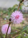 Pink flower bloom of mimosa pudica Royalty Free Stock Photo