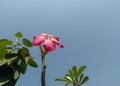 Pink flower blooming in branch of tree growing in garden, sunlight in petals, nature photography