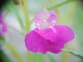 pink flower blooming in macro photogr with blur background Royalty Free Stock Photo