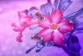 Pink flower  blooming with rain drop  and brown butterfly  fresh spring  wallpaper  background Royalty Free Stock Photo