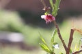 Pink flower blooming on a tree branch in the garden on a sunny day with blur background Royalty Free Stock Photo