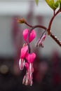 Pink Flower blossom bleeding heart, Lamprocapnos spectabilis Royalty Free Stock Photo