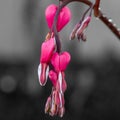 Pink Flower blossom bleeding heart, Lamprocapnos spectabilis Royalty Free Stock Photo