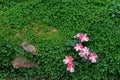 Pink flower blossom on green leaf fern cover the ground Royalty Free Stock Photo