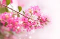 Pink flower blossom in summer, soft focus and blur