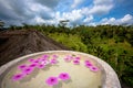 Pink flower blossome floating in stone bowl