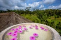 Pink flower blossome floating in stone bowl