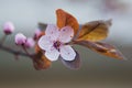 Pink flower of a blossoming tree. Royalty Free Stock Photo