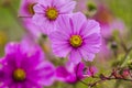 Pink Flower Blossoms